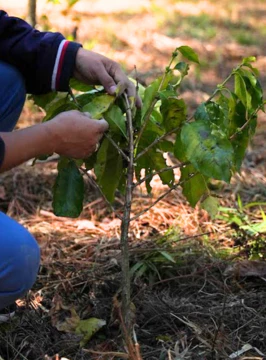 The Future of Regenerative Coffee